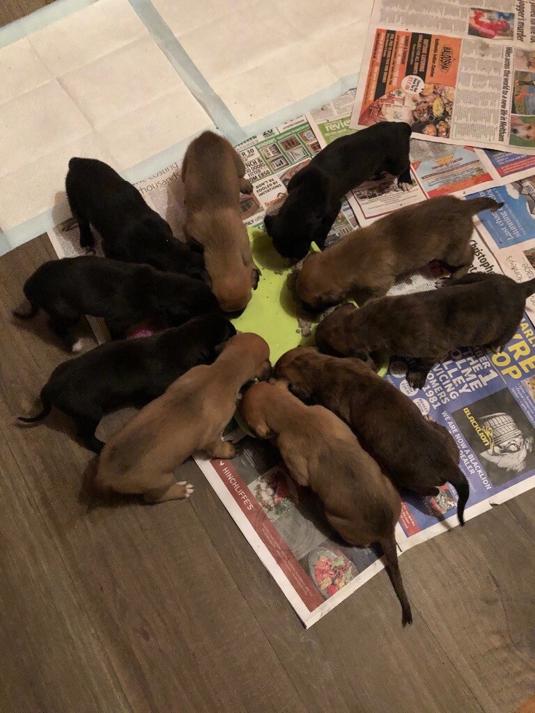 bull lurcher for sale